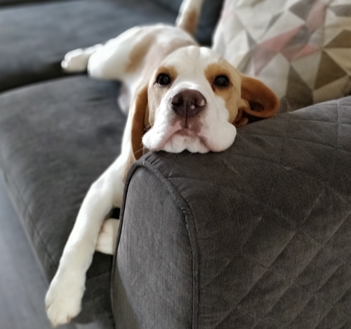 Bored Beagle on the Couch