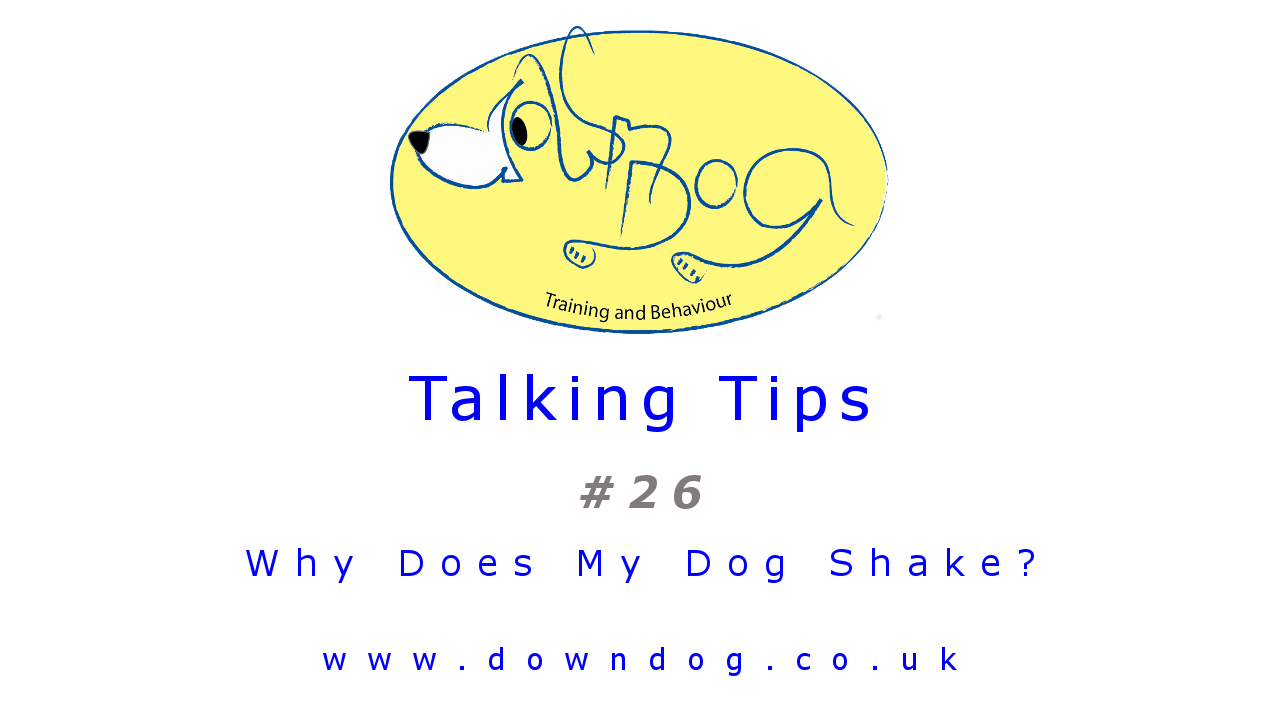 Tip - 26 - Why does my dog shake?