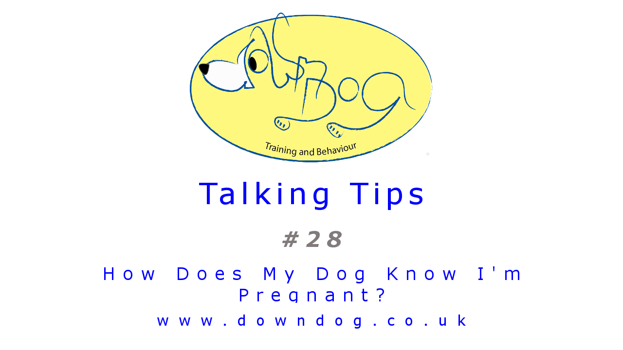 Tip 28 - How does my dog know I'm pregnant?